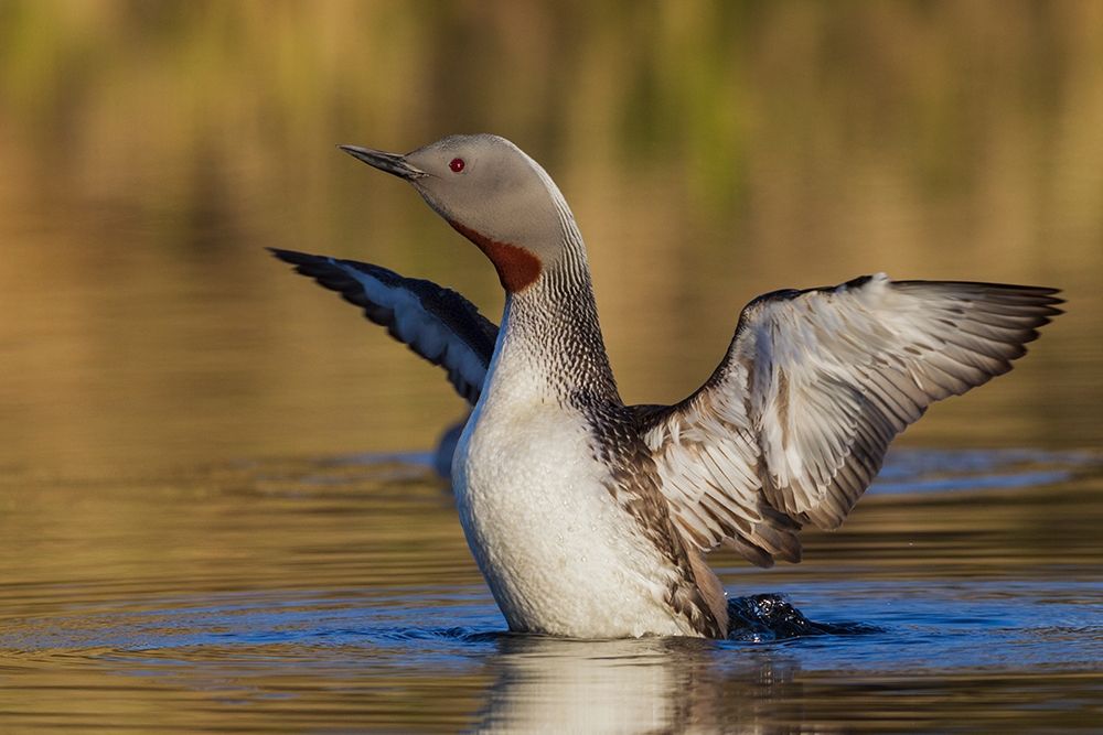 Red-throated Loon
